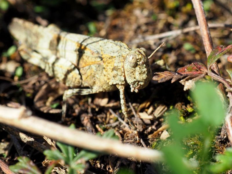 saranče vlašská