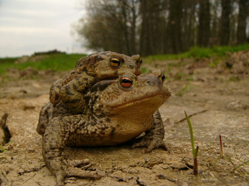 ropuchá obecná v amplexu