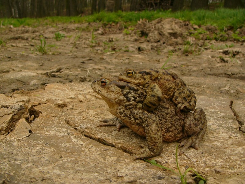 ropuchá obecná v amplexu