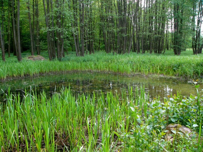 pohled na mokřad