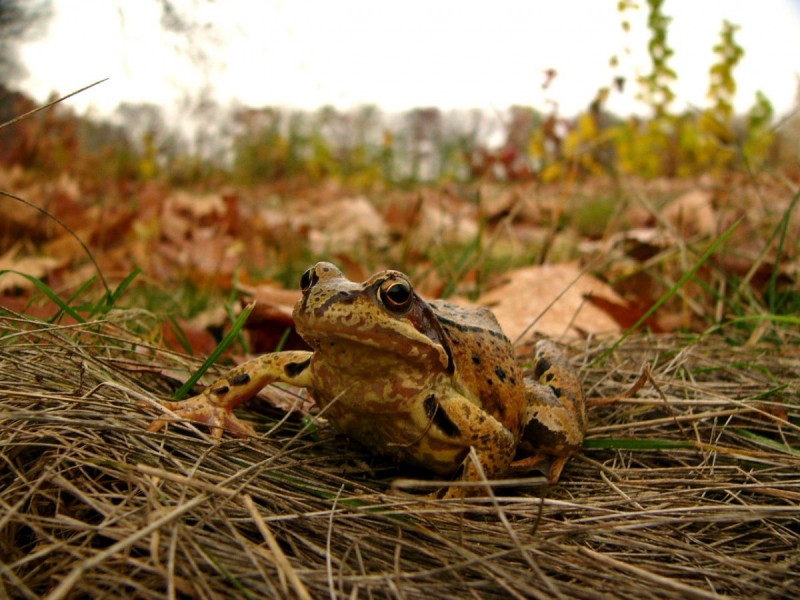 skokan hnědý