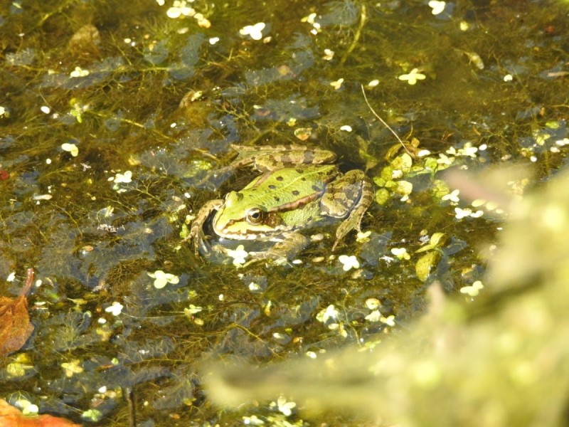 skokan skřehotavý