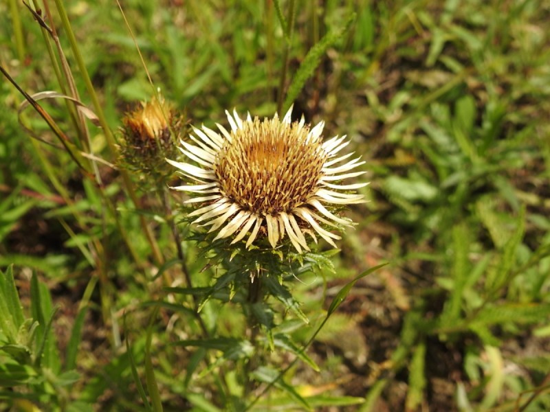 pupava obecná