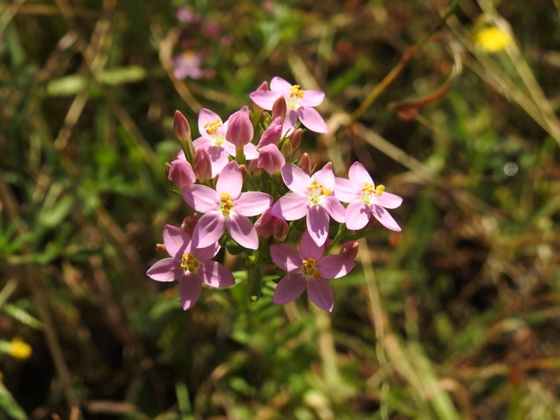 zeměžluč