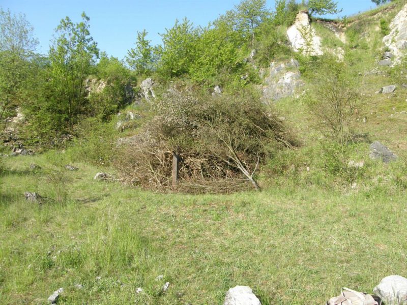 výřez náletových dřevin