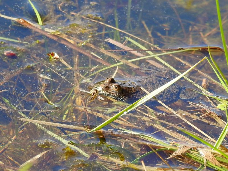 kuňka obecná a její dokonalé maskovaní