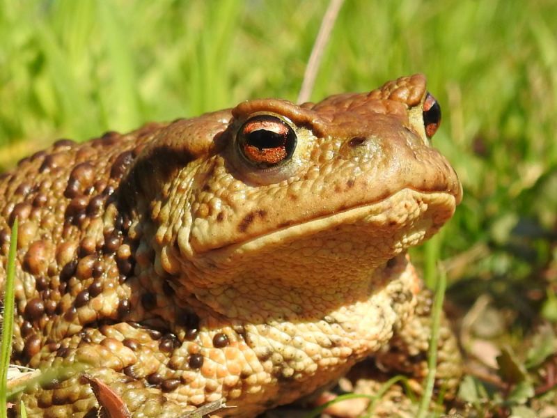 ropucha obecná