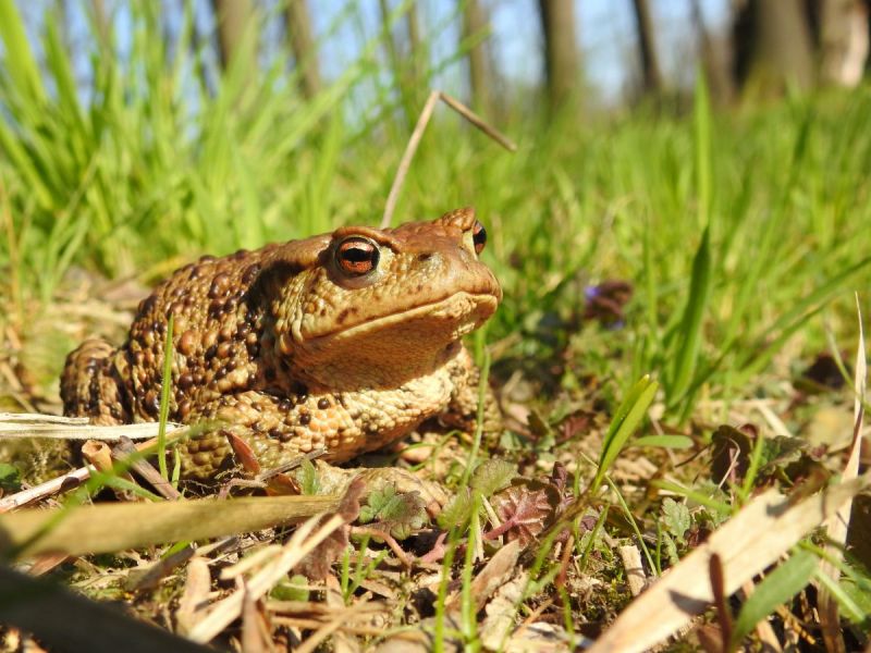 ropucha obecná