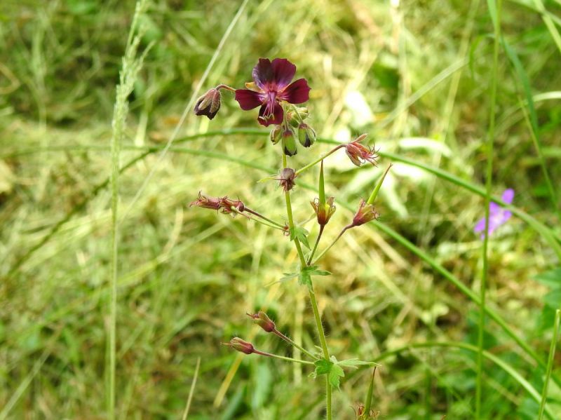 kakost