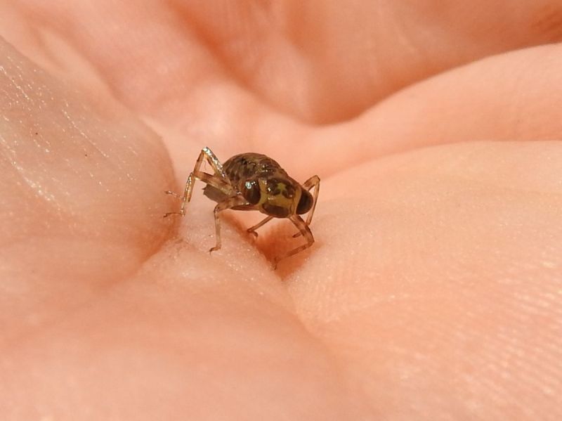 larva vážky ploské