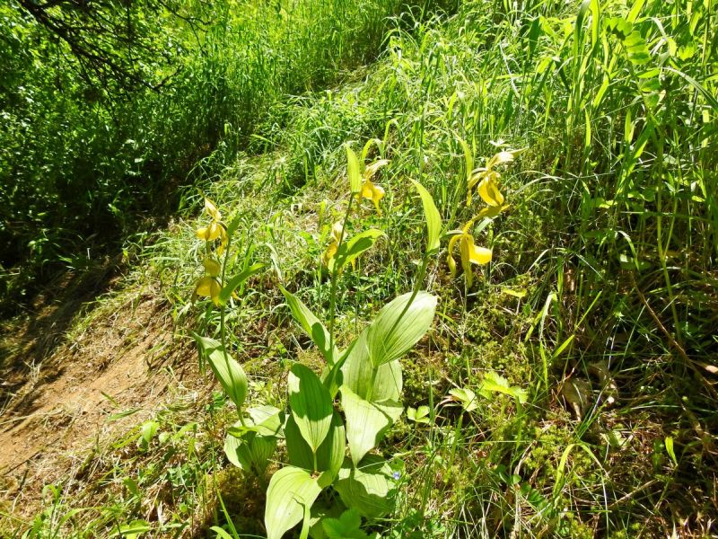 kvetoucí orchidej střevíčník pantoflíček na Cigánských zmolech