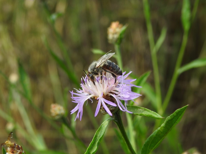 chrpa